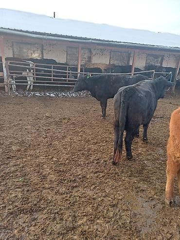 Продаю | Тёлка | Абердин-ангус | На откорм