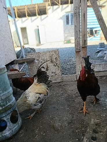 бройлер чожо: Сатам | Тооктор, Короздор, Балапандар | Жарым брама, Бройлер, Тебиштирүүчү | Союуга, Көбөйтүү үчүн, Жумуртка туудуруу үчүн — 5