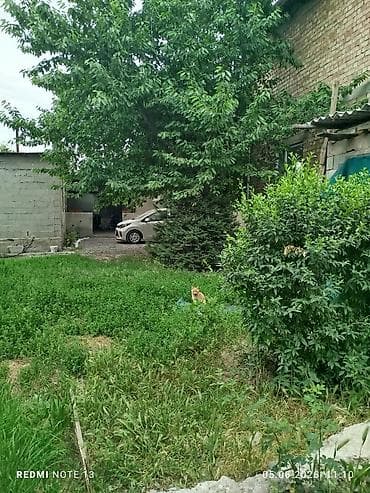 токмок кот: Мышык бекер берилет: Породасыз, 11 айлык, Эркек — 1