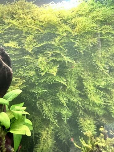 купить аквариумных рыбок в бишкеке: Мох аквариумный Christmas Moss (рождественский) Активный, здоровый мох — 2