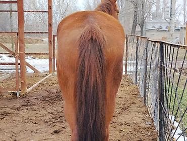 усыпление животных бишкек: Продаю | Кобыла (самка) | Рабочий — 3