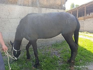 Продаю | Кобыла (самка) — 5