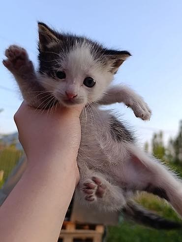 scottish fold: Отдам котят в добрые руки. Особенности: - Ласковые и контактные — 3