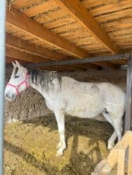 собака доберман цена: Продаю | Кобыла (самка) | На забой — 2