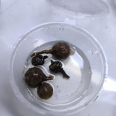 мокрый ванька: Цветы,, комнатные растения, Алоказии взрослы и клубни, Блек Вельвет — 5