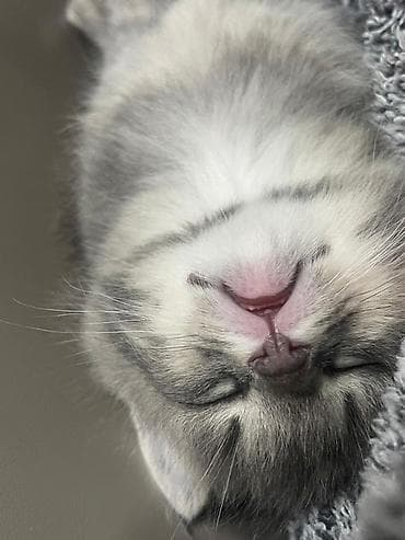 кошка мальчик: Беспородная, 2 месяца, Мальчик, Серый, Метис — 2