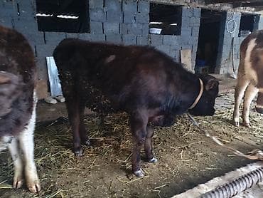 уй сх животное: Продаю | Бык (самец), Тёлка | Алатауская | На откорм, На забой, Для разведения | Племенные, Искусственник — 2