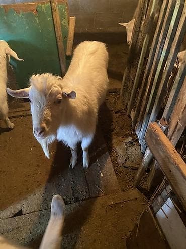 трекер для животных: Продаю | Козёл (самец) | Для разведения | Осеменитель — 4