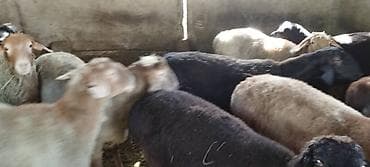 собака щенки: Продаю | Овца (самка) | На забой, Для разведения — 3