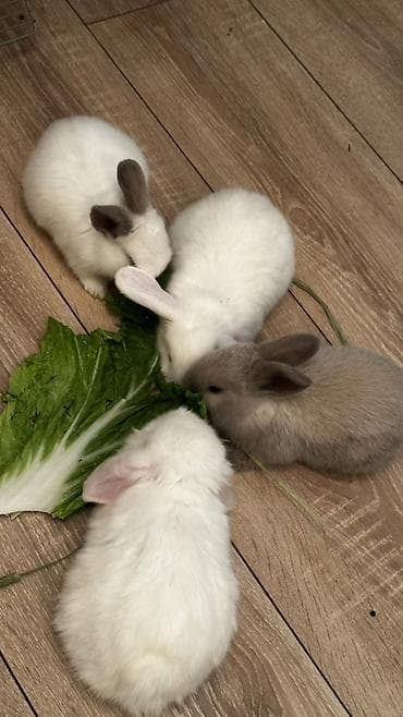 Декоративные кролики: Минилопы белые 1800, Львиноголовые 1200. Кролики декоративные — 3
