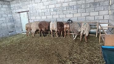 Продаю | Овца (самка) | Для разведения | Матка — 1