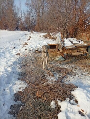 козу сатам: Ит бекер берилет: Тайган, 1 жаш, Ургаачы — 1