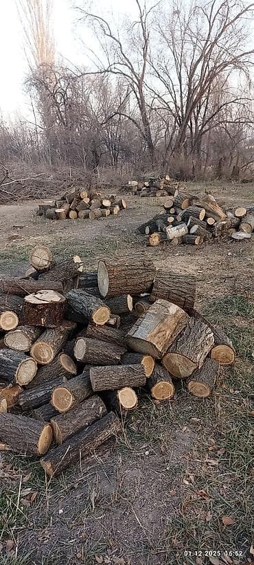 посуды оптом: Дрова Карагач, Самовывоз — 3