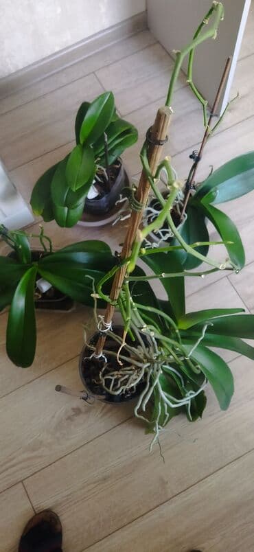 мицелий грибов: Орхидеи фаленопсис в прозрачных горшках. - Крупные взрослые розетки с — 2