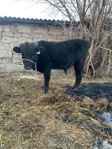 дойный апарат для коров: Продаю | Корова (самка), Бык (самец), Тёлка | На откорм, На забой, Для разведения | Привязанные — 6