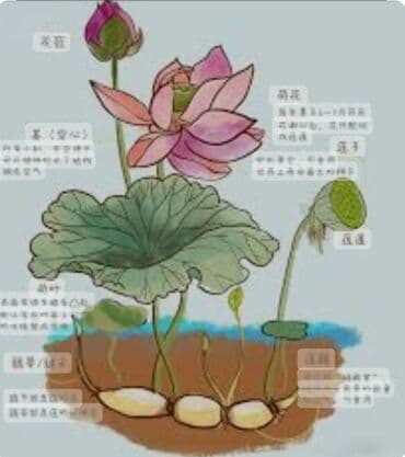 павловния купить семена: Лотос - Предвестник весны он так же считается символом счастья, любви — 4