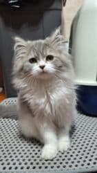 кукольный домик бу: Скотиш Страйт (Шотландская прямоухая), 3 месяца, девочка, Приучена в — 6