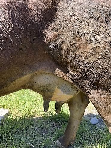 корова с теленкам: Продаю | Корова (самка) | Для молока | Привязанные — 4