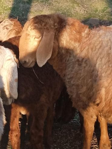 русская голубая кошка бишкек: Продаю | Коза (самка) | Для разведения | Племенные — 3