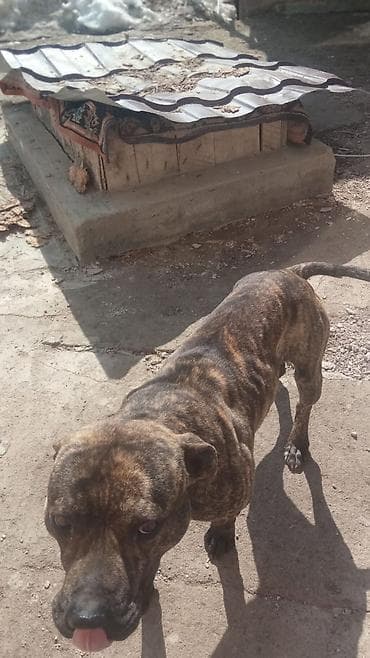 продажа кормов для сельскохозяйственных животных: Собака среднего роста, крепкого телосложения. Окрас тигровый — 8