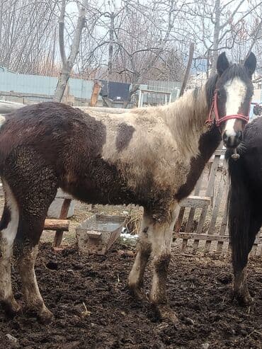 клетка для крысы: Продаю | Жеребец | Полукровка | Для разведения — 5