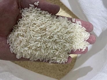 кукуруза продажа цена: Продаю срочно рис, в наличии 15,16 тонн, цена за 1 кг. 120 сом — 1
