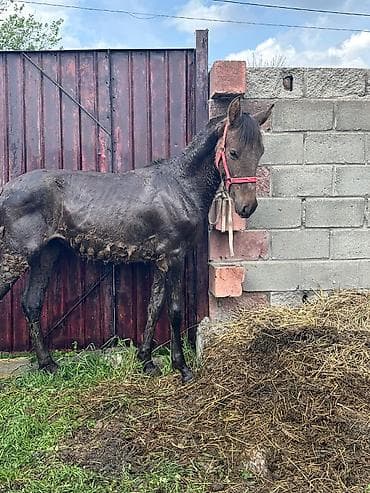 собаки алабай: Продаю | Жеребенок | Рабочий — 2