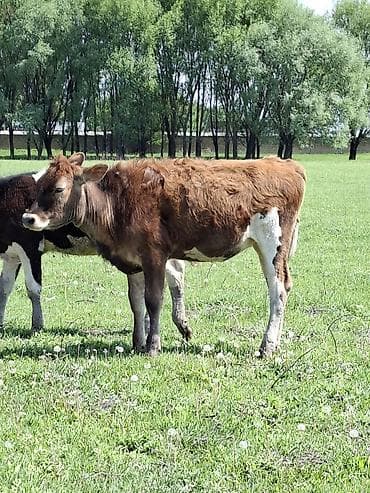 монбельярдская порода купить: Продаю | Музоо, торпок | Полукровка | На откорм — 4