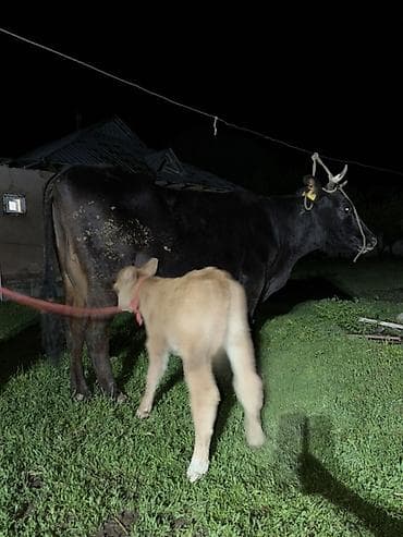 кормы для рыбы: Продаю | Корова (самка) | Для молока | Привязанные — 5