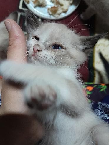 котик 1 месяц: Г. Манас. Жалал-Абад. котята, мышык, отдам даром в хорошие руки — 2