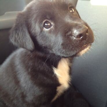 куплю собаку недорого: Лабрадор-ретривер, 2 месяца, Самец, С прививкой, С родословной — 5