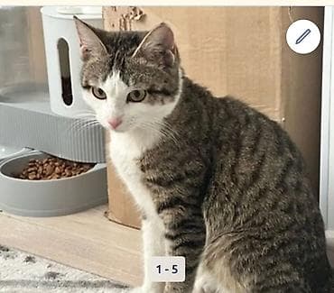 Огромная просьба выложить 🙏🏻🙏🏻 «Два месяца назад подобрала из двора