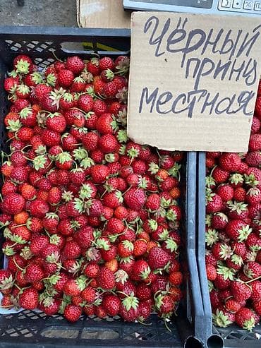 Клубника Альбион, Оптом, В розницу