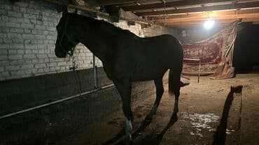 сколько стоит кролик домашний: Сатам | Жылкы (эркек) | Жумушка — 7