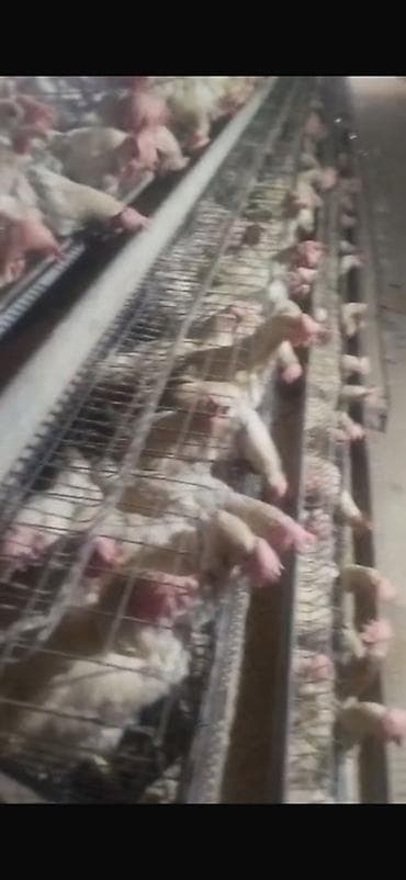 С/х животные и товары: Продаются куры несушки, породы коралл . Возраст 2 года Продаем не — 3