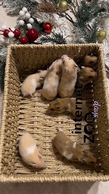 hamster: Продаются хомячки ручные. В нашем питомнике вы можете приобрести — 7