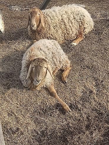 Иттер: Сатам | Ургаачы кой (ургаачы), Козу, Кочкор (эркек) | Аргын, Меринос, Эдильбай | Союуга, Көбөйтүү үчүн, Жүн үчүн | Бооз, Жасалма жол менен боозутуу, Ургаачы — 7