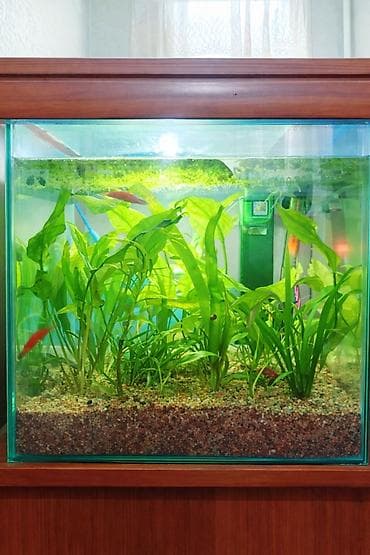 тоок сатып алам: Продам аквариум на 30 литров со всем содержимым: Фильтр, тена — 1