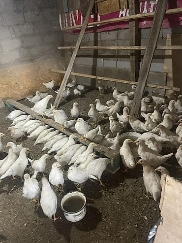 гуси линда: Продаю | Цыплята | Несушки — 4