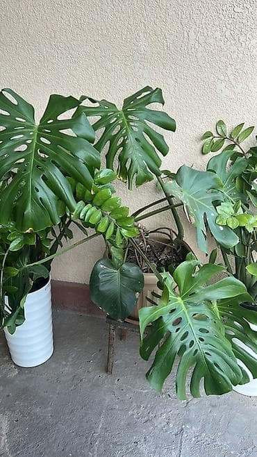 Монстеры: Монстера делициоза (Monstera deliciosa) — взрослое комнатное — 1