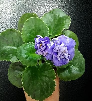 килем сатылат: Продаю молодые фиалочки 🌺🌿🌺 По всем вопросам обращайтесь по телефону — 5
