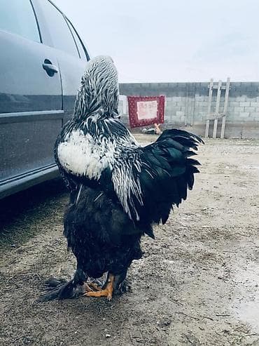 Животные: Продаю | Петух | Брама | Для разведения — 1