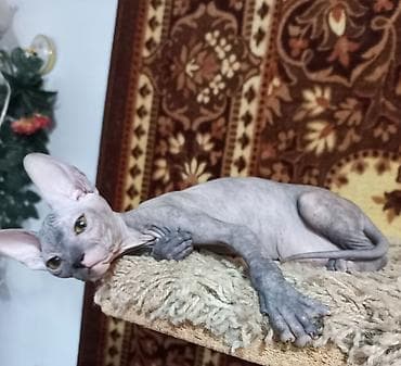 кошки свинкс: Котёнок донского сфинкса, девочка черепахового окраса. Рождена 24 — 3