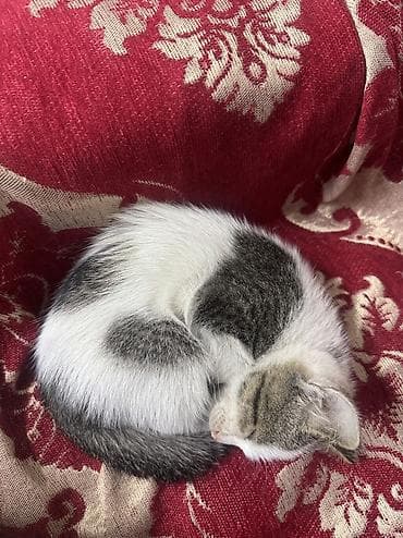 Отдам даром кошку: Кошка даром: Беспородная, 2 месяца, Мальчик — 2