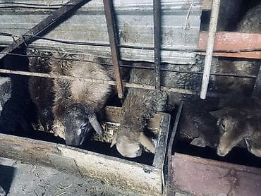 ит кангал: Продаю | Овца (самка), Ягненок | Полукровка | Для разведения — 6