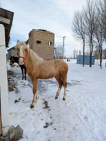 жугору сатам: Сатам | Бээ (ургаачы) | Жумушка | Асыл тукумдуу — 1