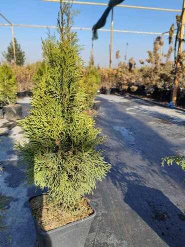 домашние растение: Туя западная Smaragd (Thuja occidentalis ‘Smaragd’) — вечнозелёная — 14