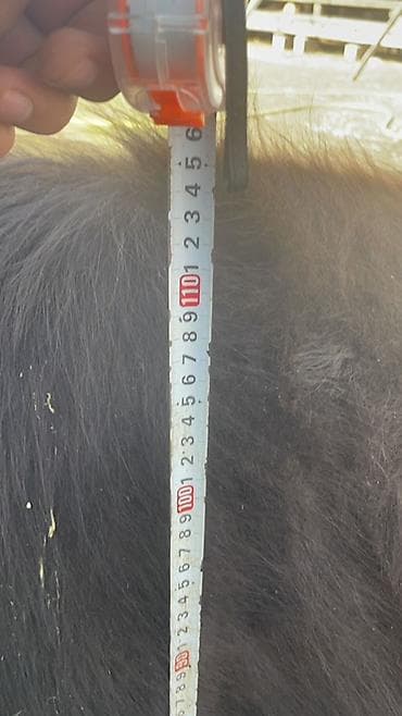 калифорния черви: Продаю | Корова (самка) | Швицкая | Для разведения, Для молока — 7