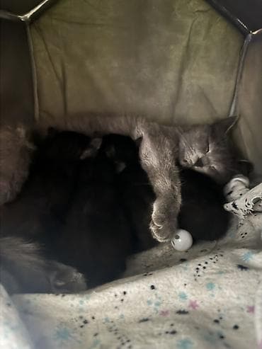 Мышыктар: Отдам кошку с котятами. Им 1 месяца
, без прививки и документов — 2