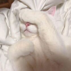 дом кошек: Ангорская, 6 месяцев, Мальчик, Белый, Приучена к лотку, Проглистована — 5